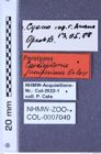 Etikette zu Cardiophorus juniperinus (Orlov, 1993) (NHMW-ZOO-COL-0007040)